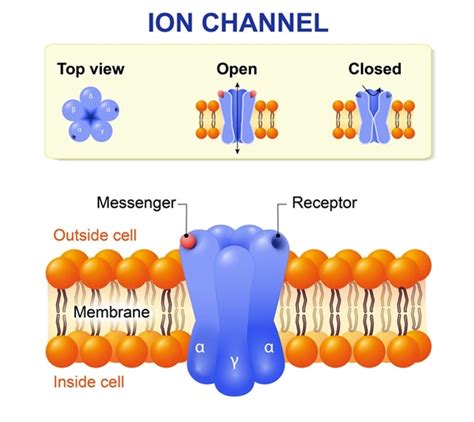 chanel ion|ion channels in human body.